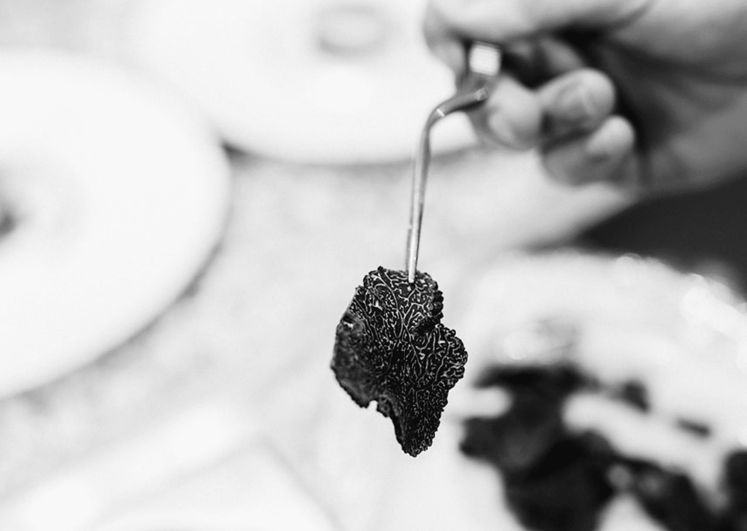 Black truffle held with tongs over a fine dining plate